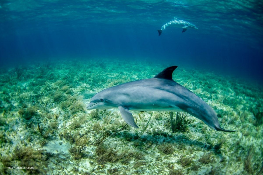 Delfin Tier-Schlaf