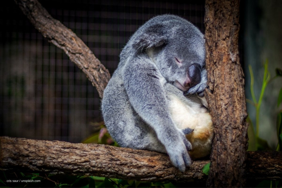 Schlafender Koala