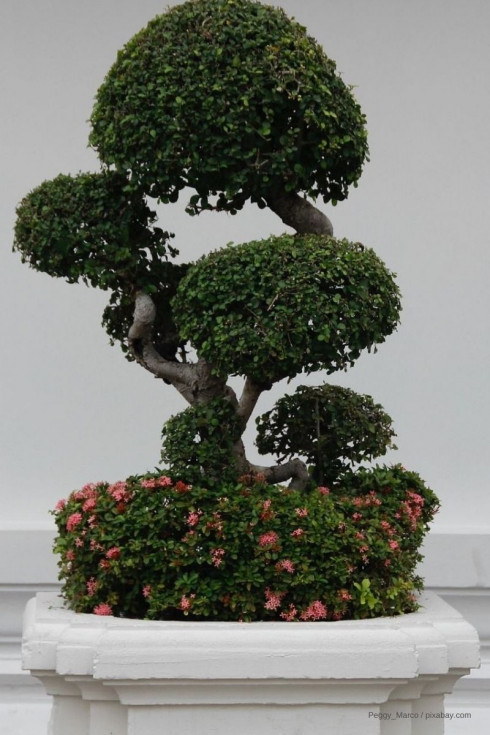 Bonsai-Baum