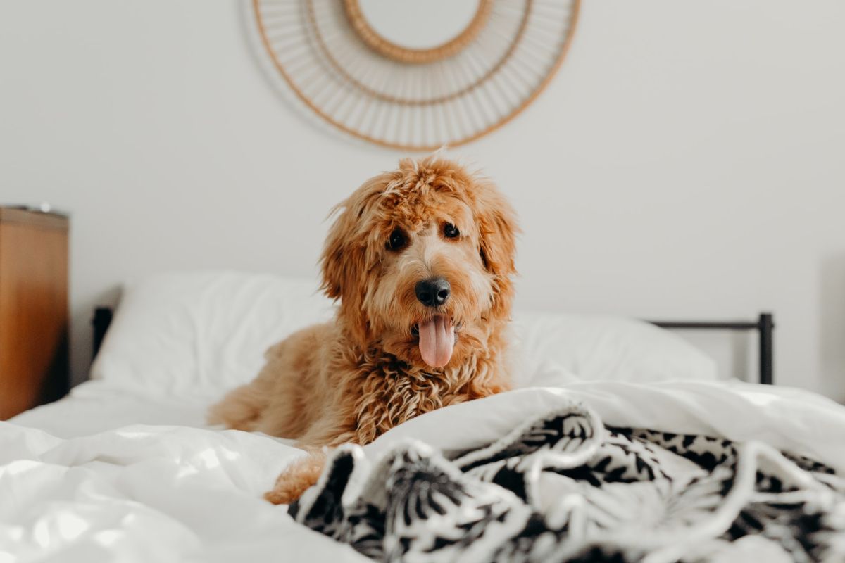 Hunde im Bett