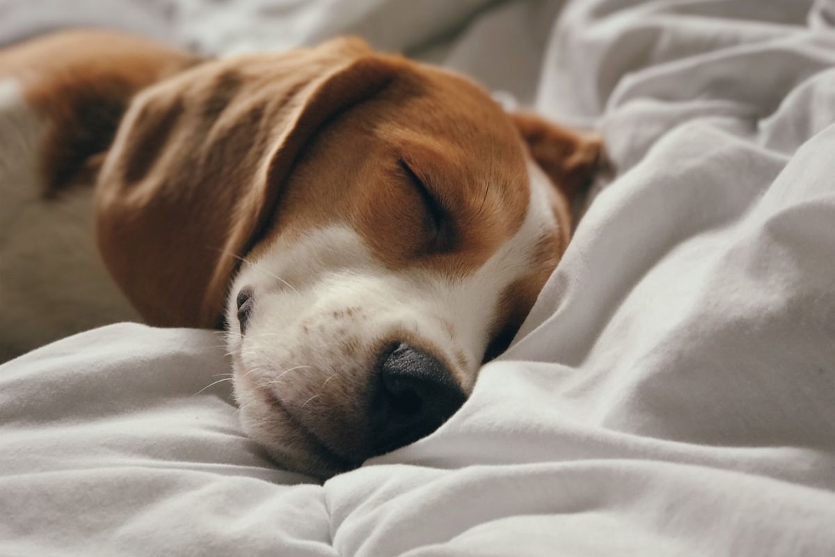 Schlafen mit Hund im Bett