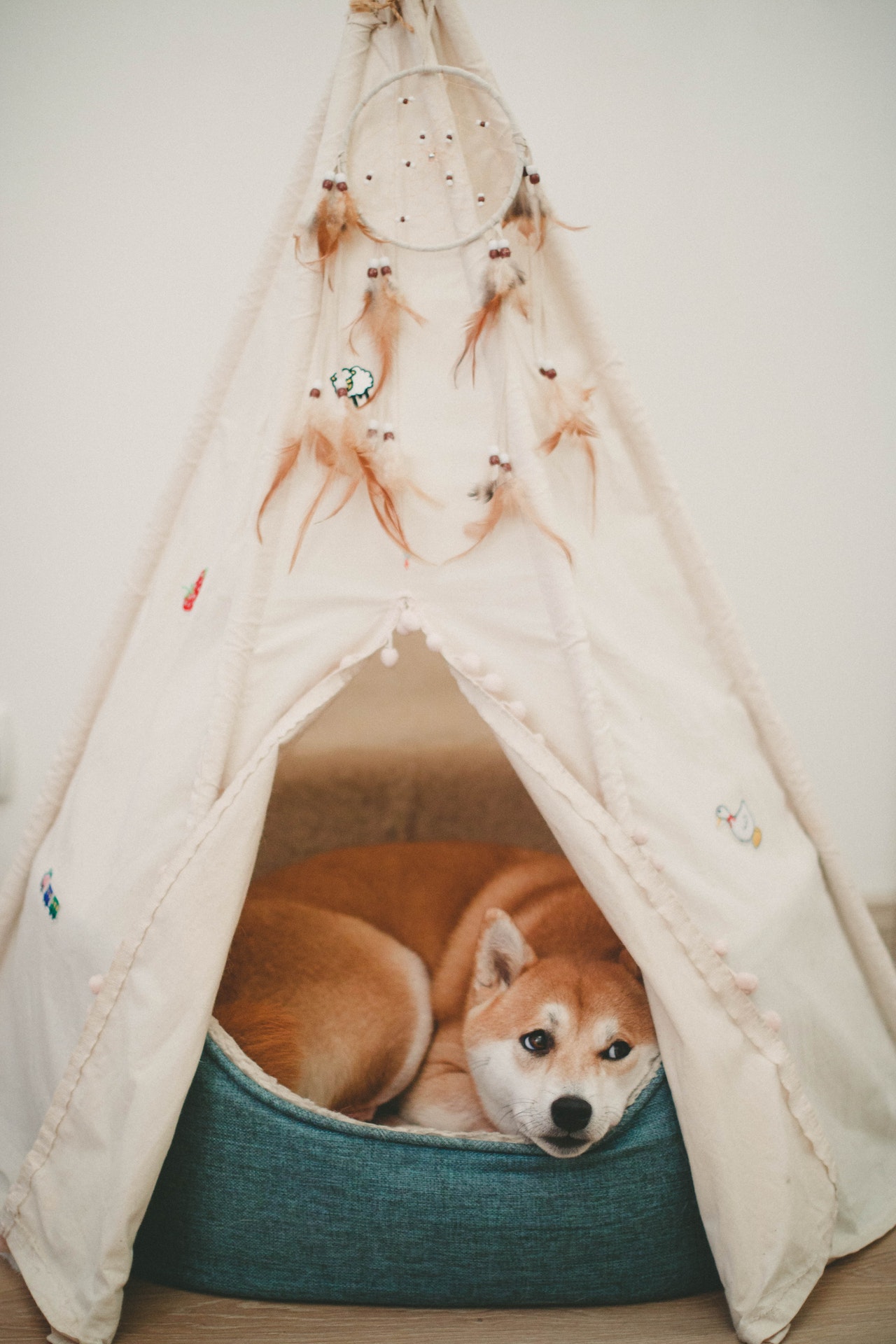 tierisches himmelbett