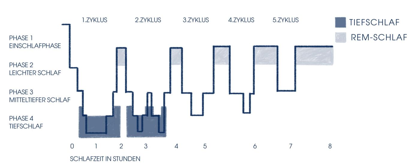 Ablauf der Schlafphasen