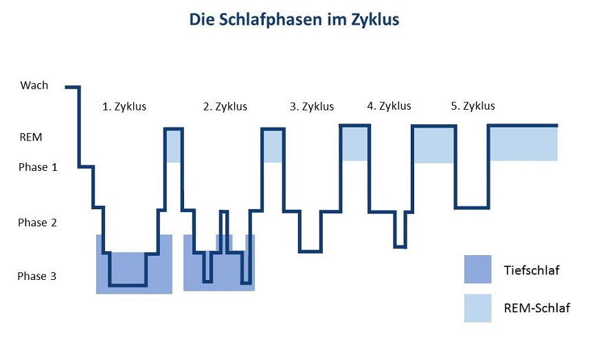 rem-phase_schlafphasen